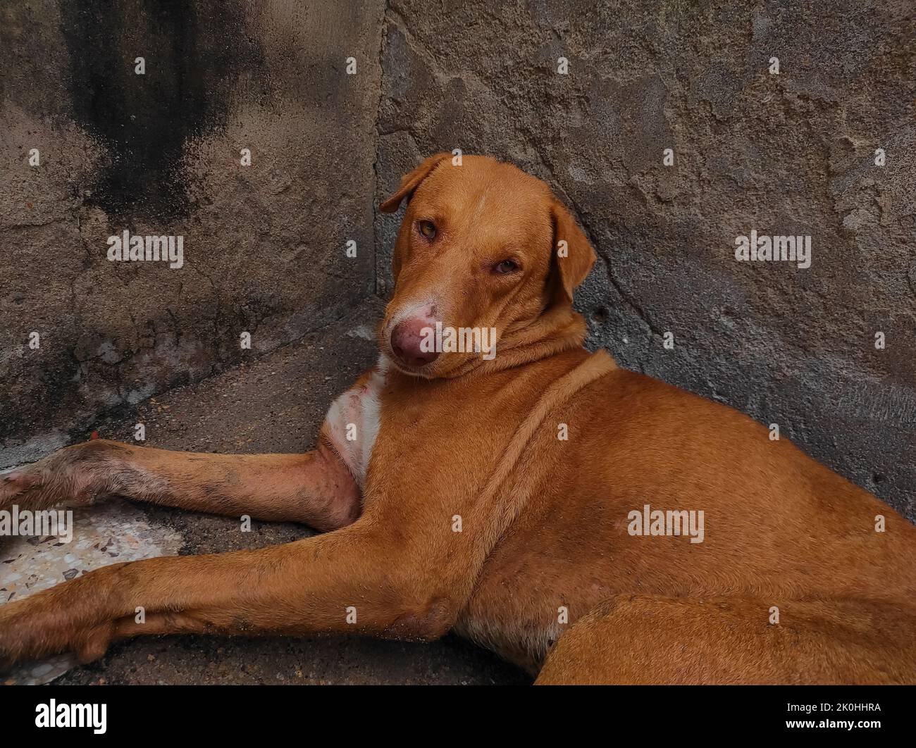 Indian Village Dog Viramgam Ahemdabad Gujarat India Stock Photo Alamy
