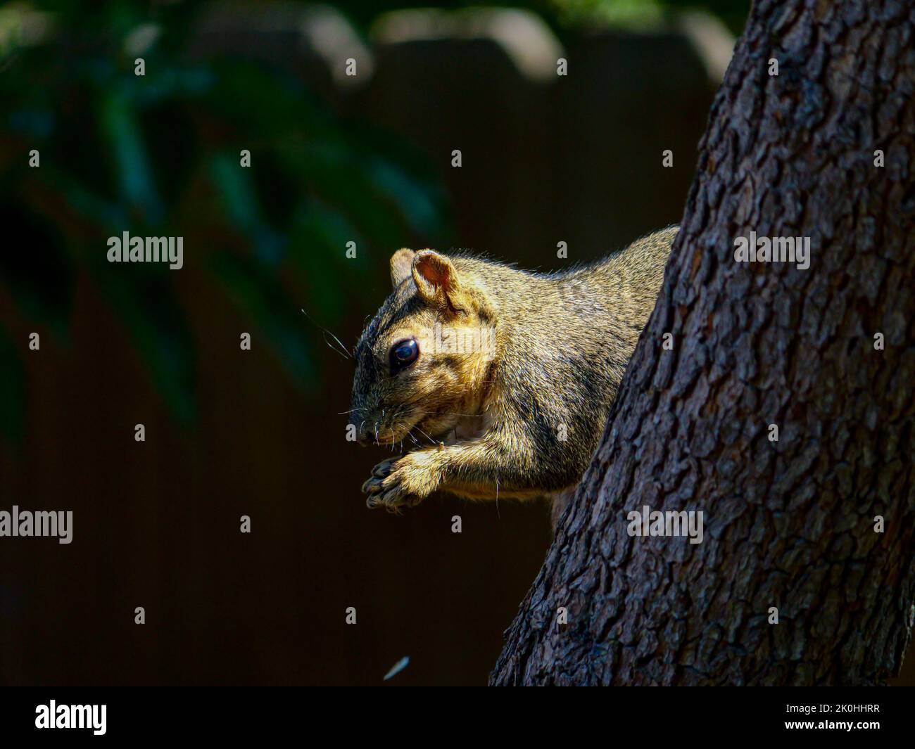 A squirrel inclined on a tree with leaves in the bokeh background Stock Photo