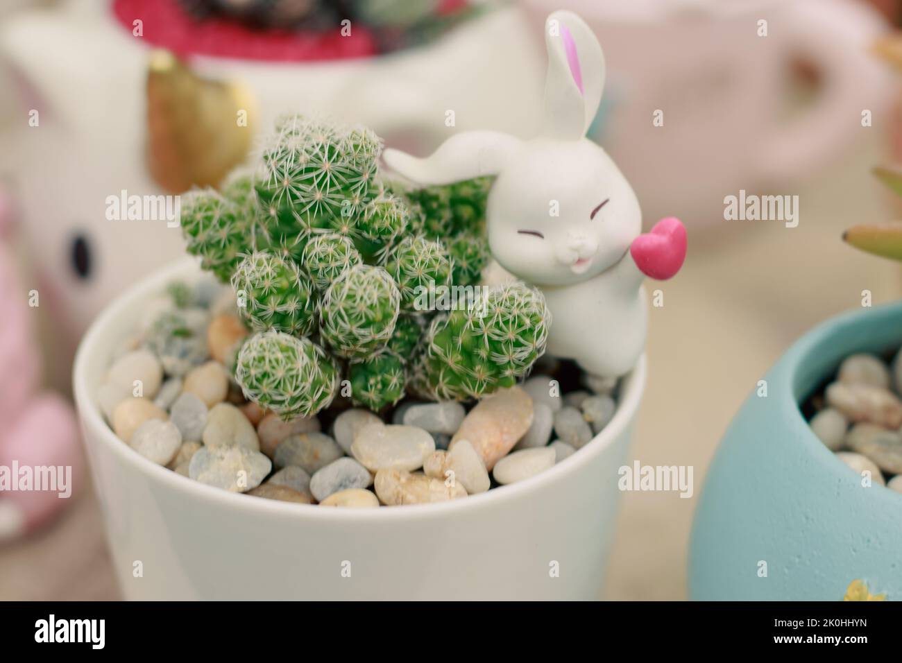 Mammillaria elongata also known as the ladyfinger cactus in a cute rabbit theme pot Stock Photo