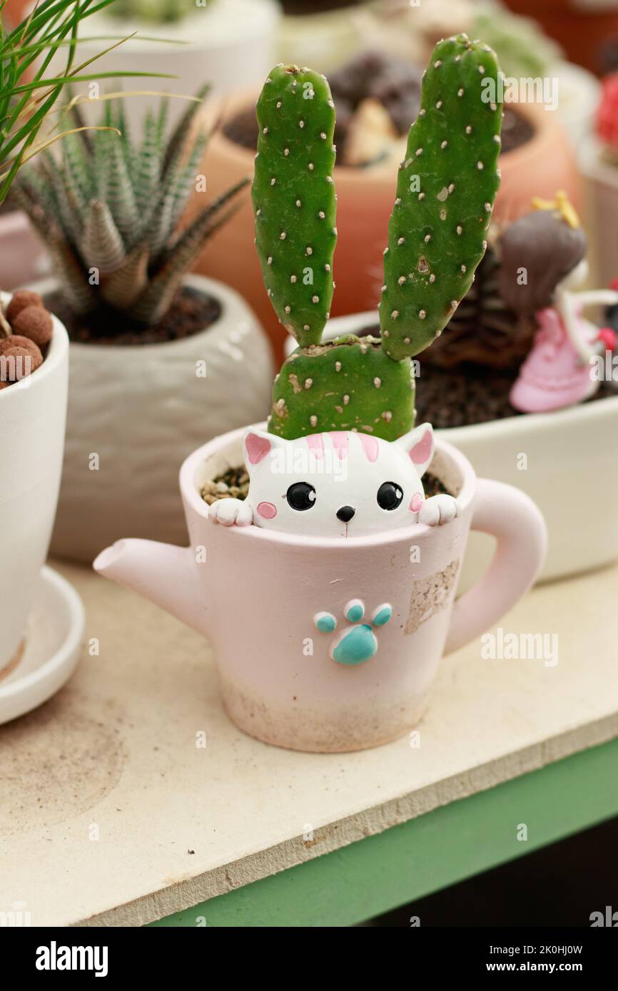 A Nopalea cochenillifera or cochineal cactus in a cute teacup flowerpot design Stock Photo