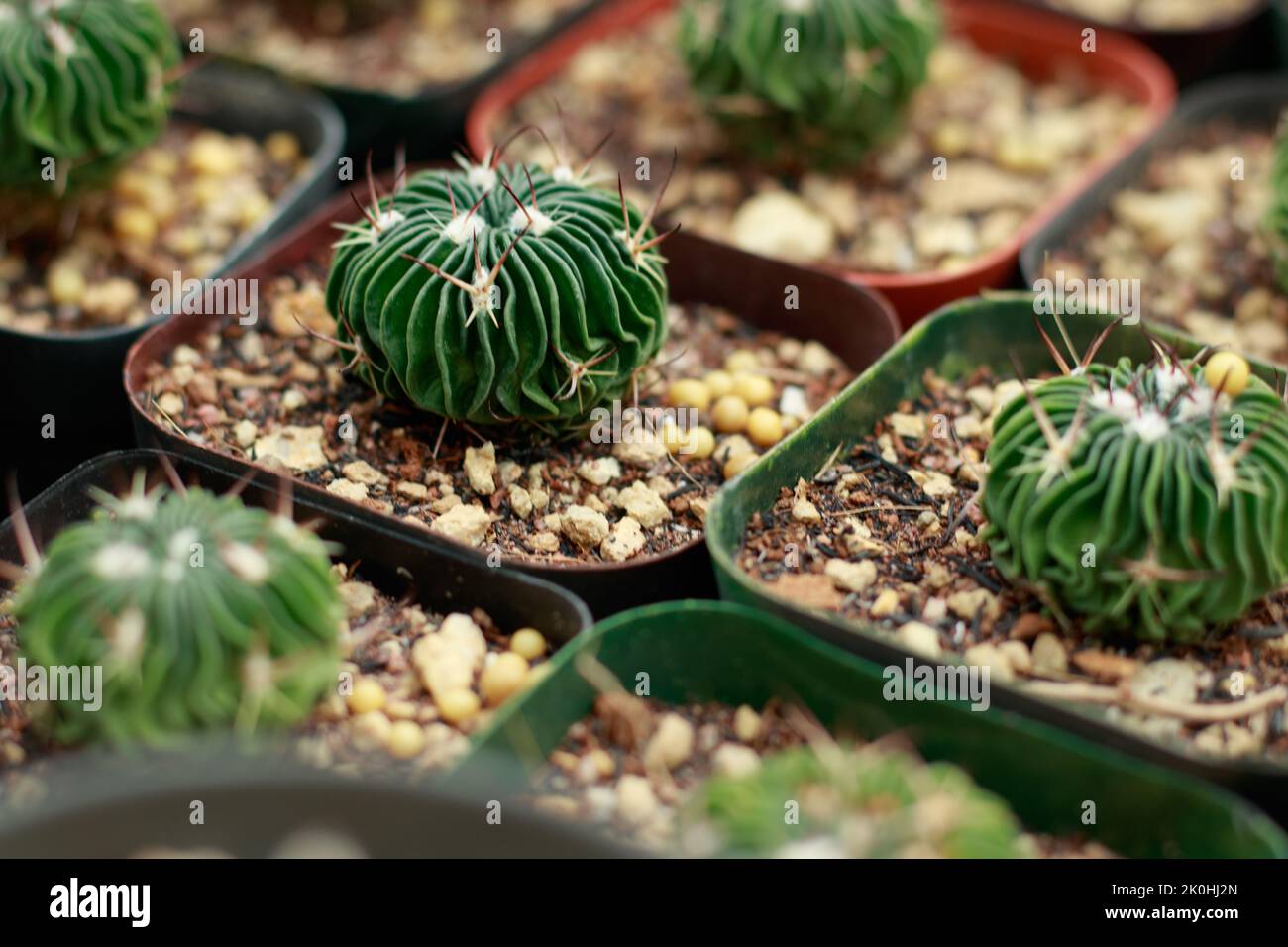Close up of stenocactus multicostatus or the brain cactus propagated in small pots in a plant shop Stock Photo