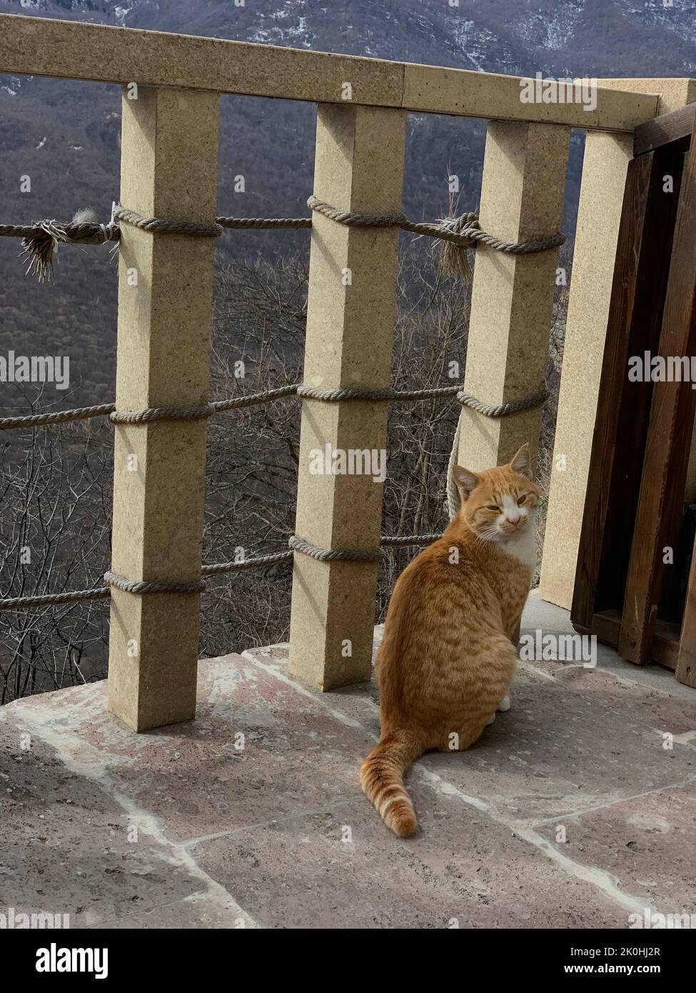 A vertical shot of an orange cat sitting on a house porch Stock Photo