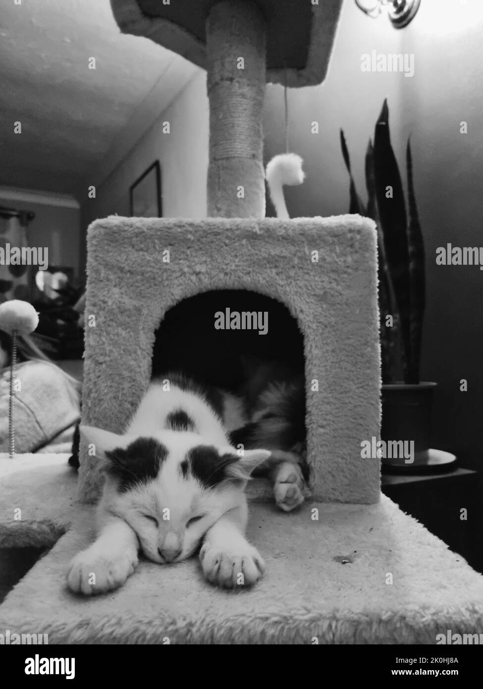 A vertical grayscale of cute kittens sleeping together in the cat tree
