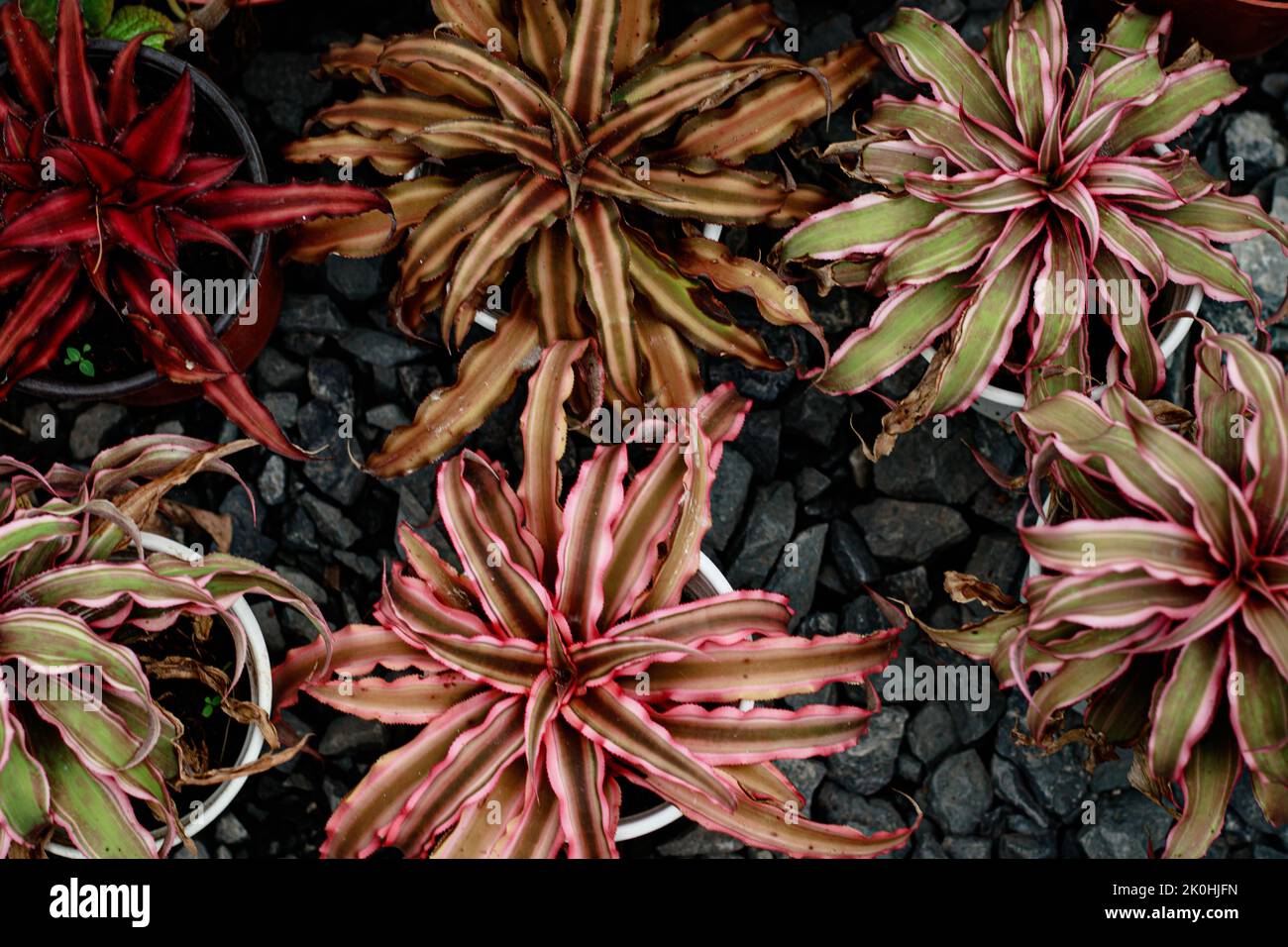 Top view of Cryptanthus bivittatus also known as Earth Star or Pink starfish at a home botanical garden Stock Photo