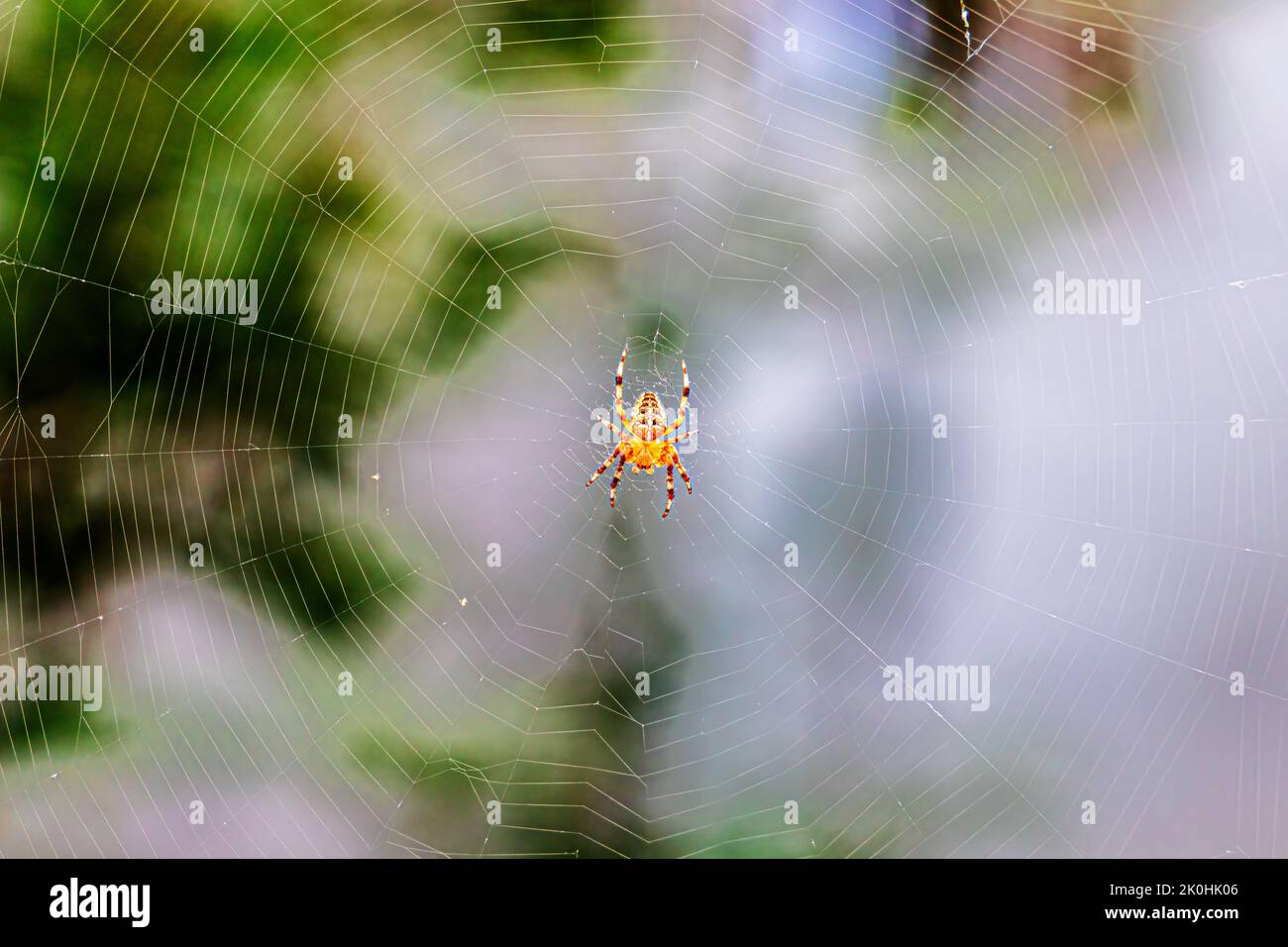 A selective focus of a spider on the spider's web with blurred ...