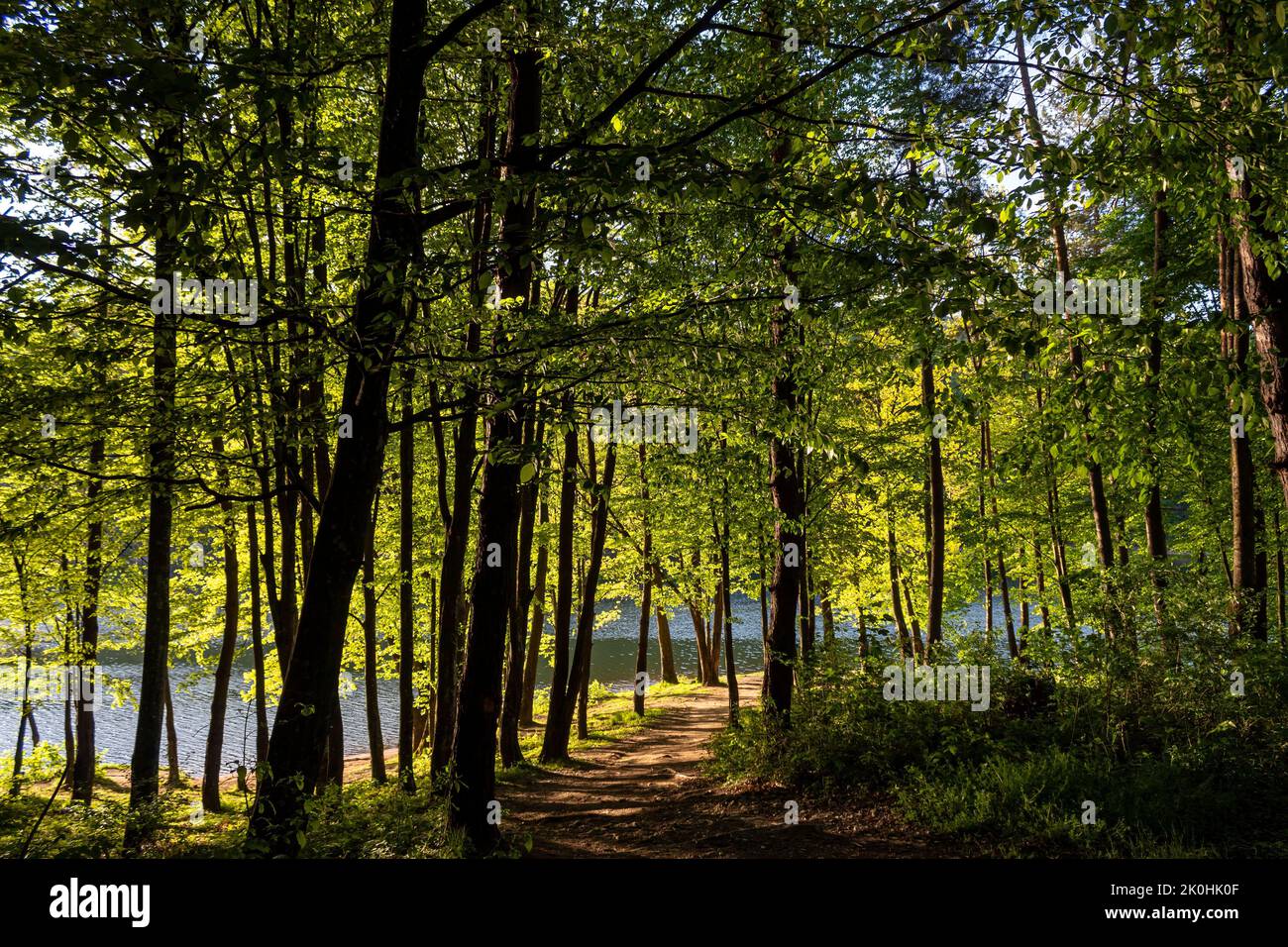A closeup of a path between green trees leading to the lake Stock Photo ...