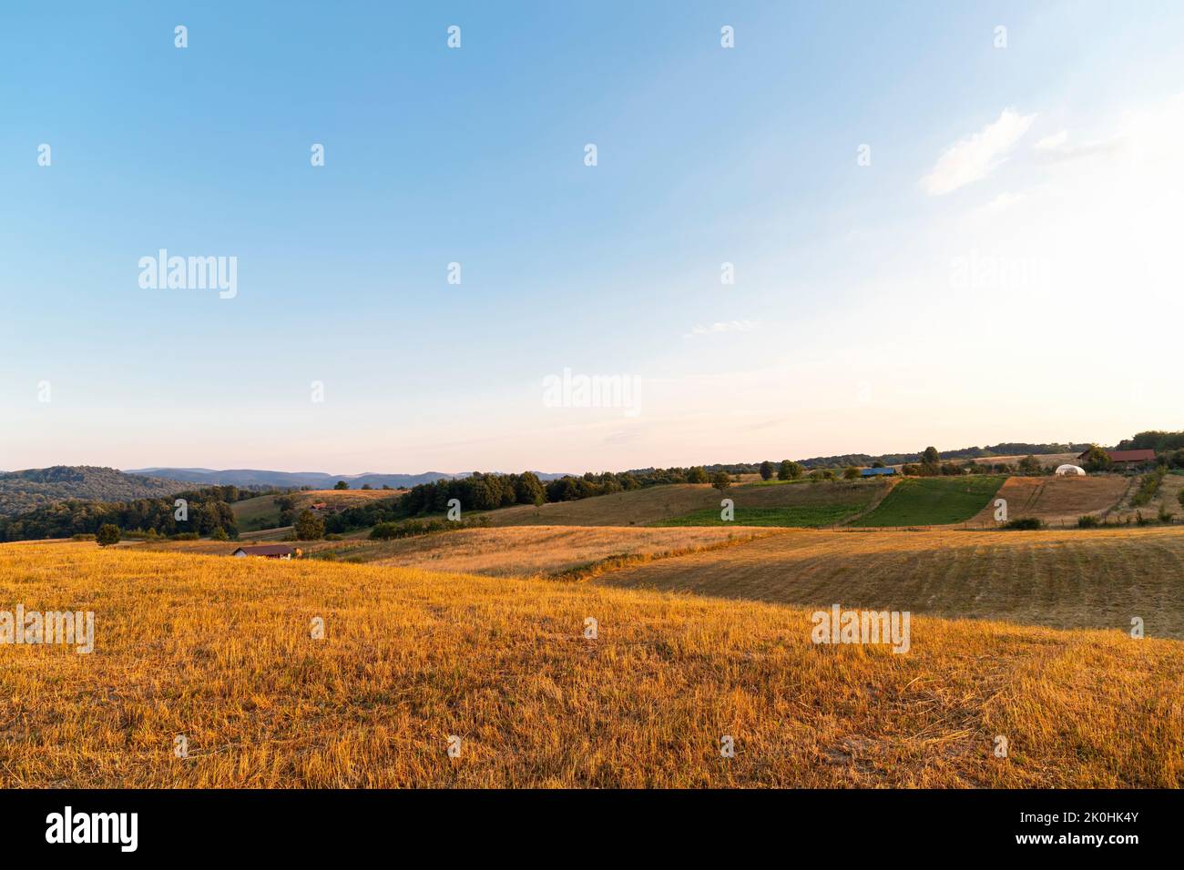 A rural field with yellow grass and wheat spikes at sunset, Romania Stock Photo