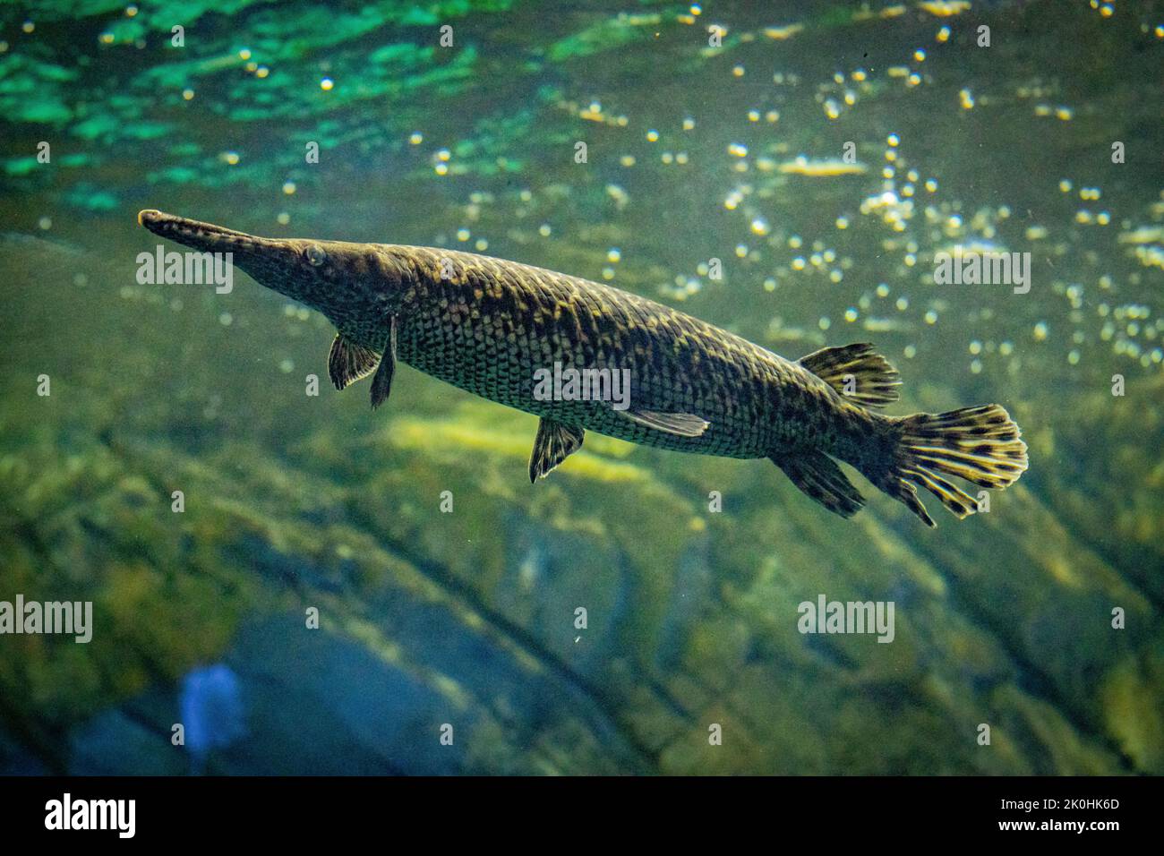 An alligator gar captured underwater Stock Photo