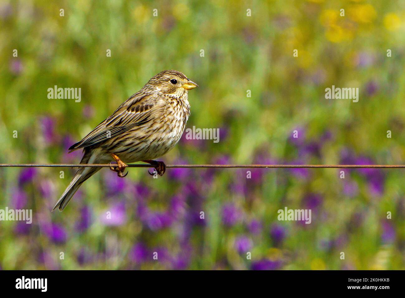 A close-up shot of a gray bunting on a wire Stock Photo - Alamy