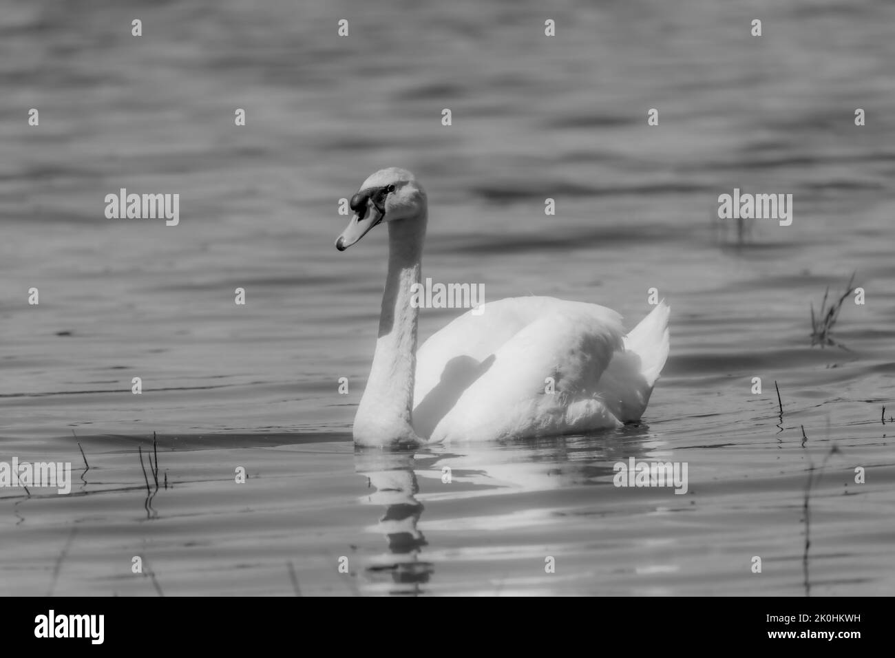 A grayscale shot of swimming swans in the lake Stock Photo - Alamy