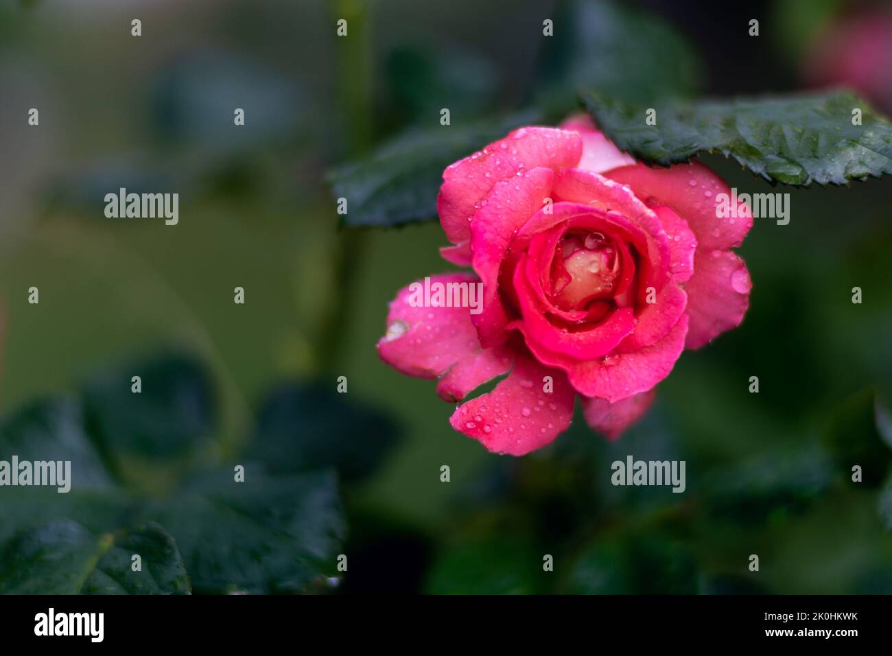 A closeup of a beautiful pink rose with waterdrops on a blurred ...