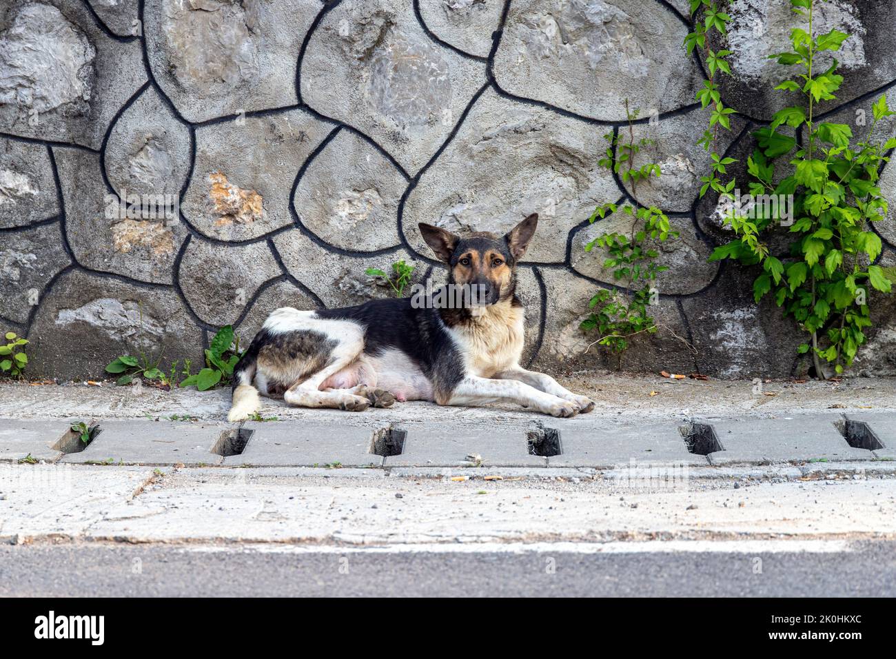 A closer look at Morning Behavior Patterns Of Pregnant Female Dogs