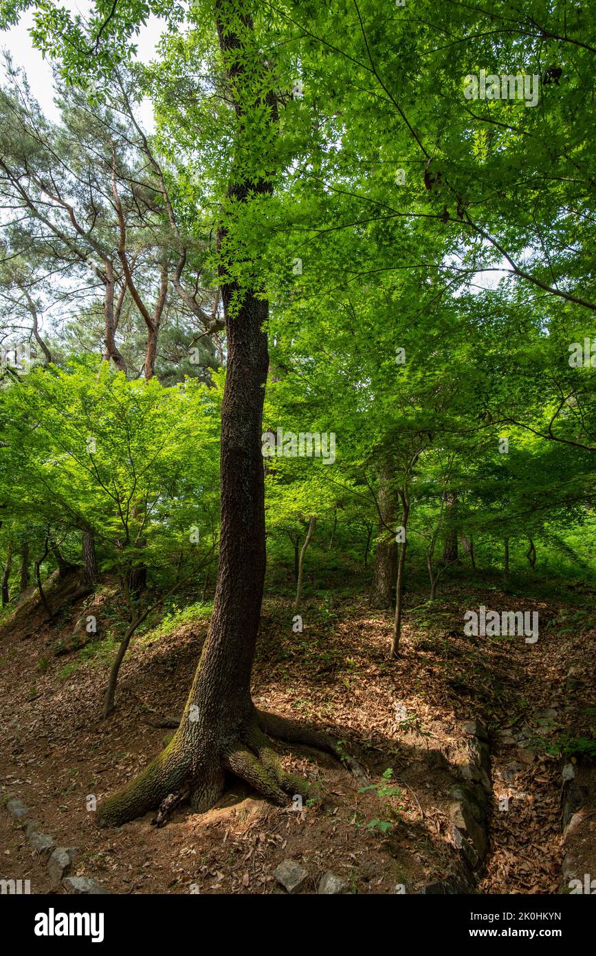 Vertical shot tall trees hi-res stock photography and images - Alamy