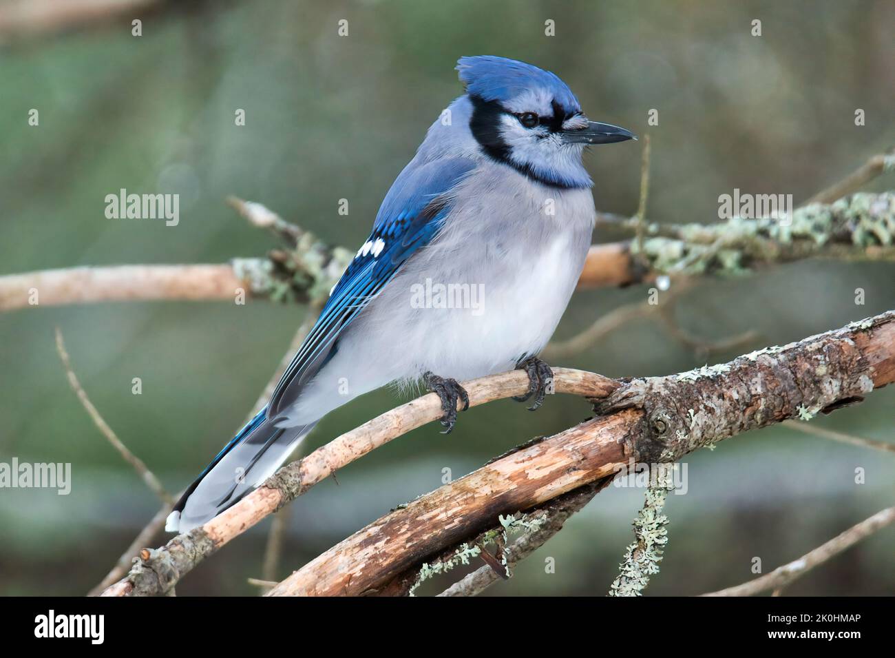 A blue jay perching on a tree branch Stock Photo
