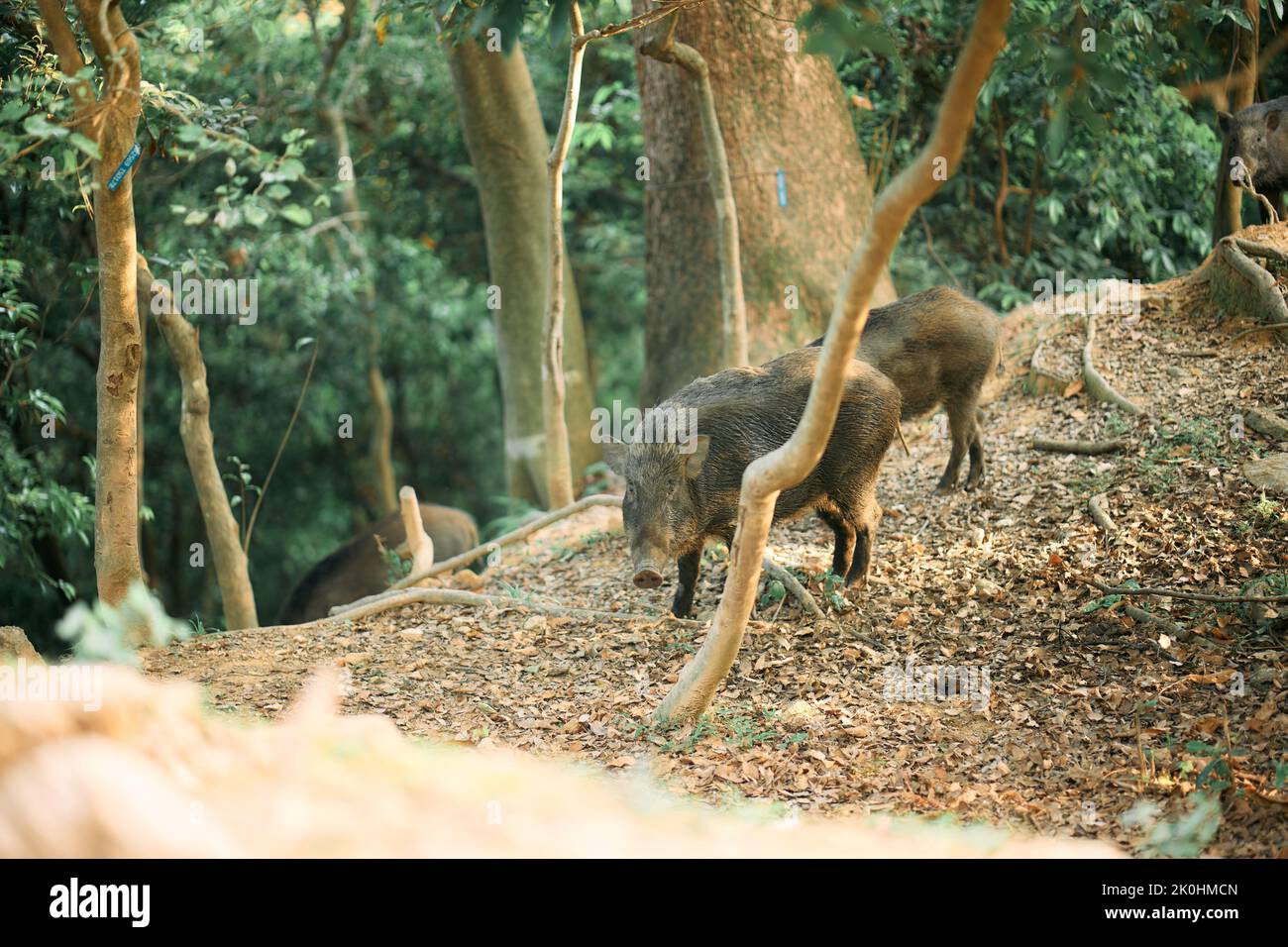 The wild boars roaming in the forest of Shing Mun Reservoir on a sunny day, Hong Kong Stock Photo