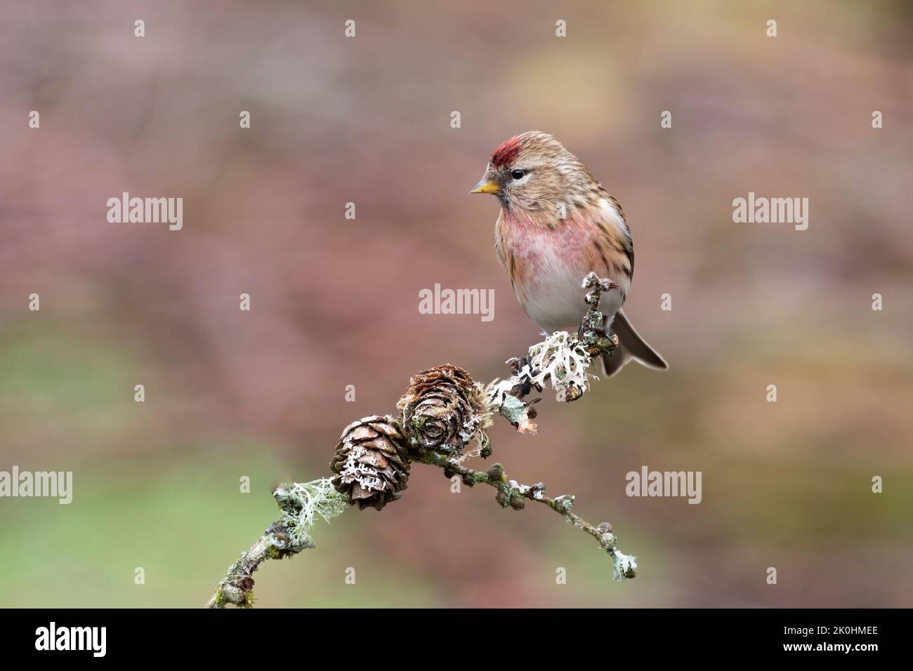 A portrait of a common redpoll, Acanthis flammea, as it perched on a lichen covered branch Stock Photo