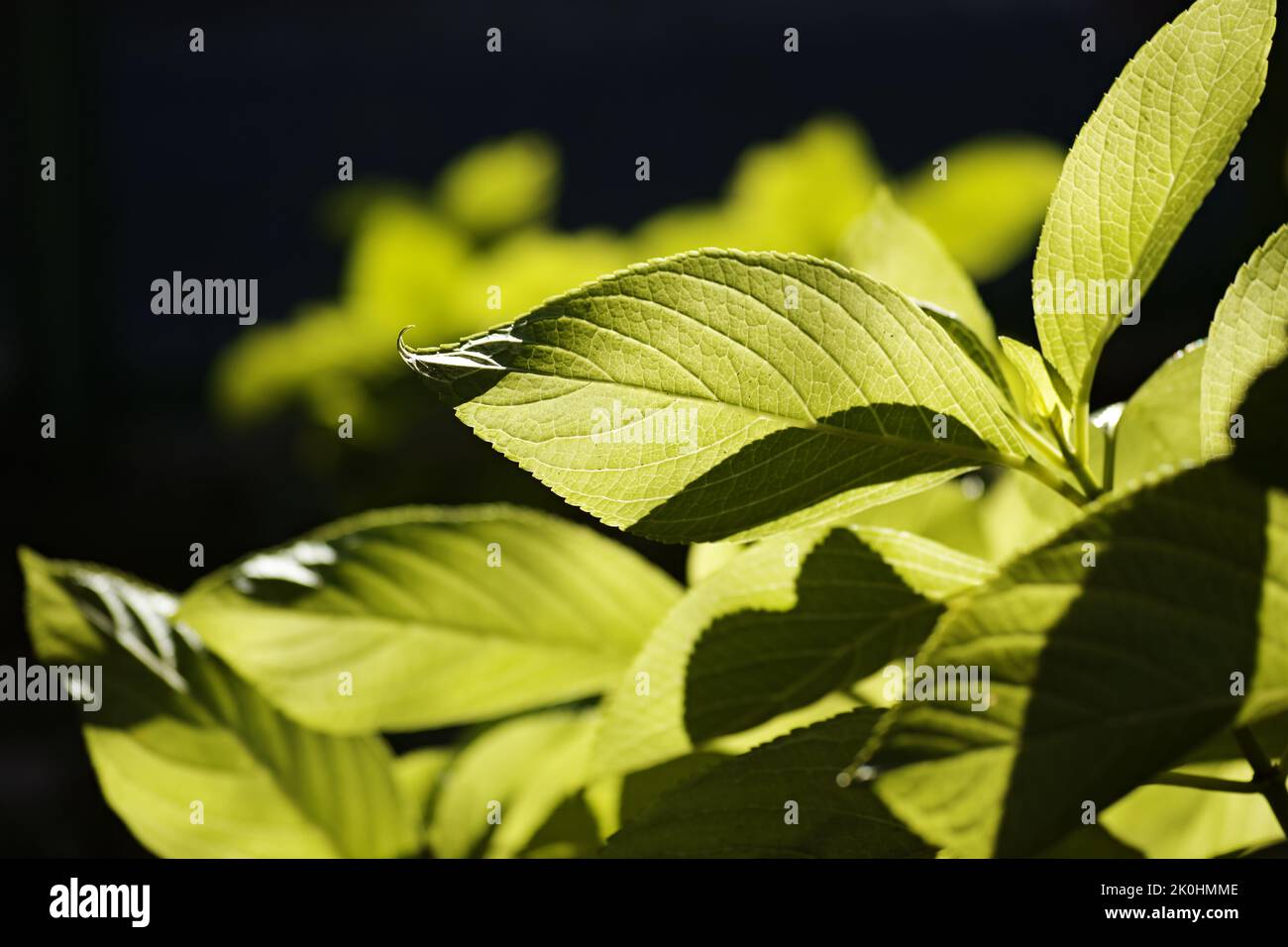 A green leaves on a plant in the garden Stock Photo - Alamy