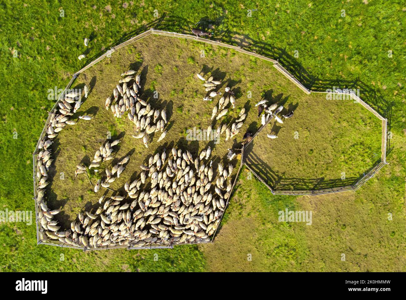 An aerial view of a flock of sheep in a fenced place Stock Photo - Alamy