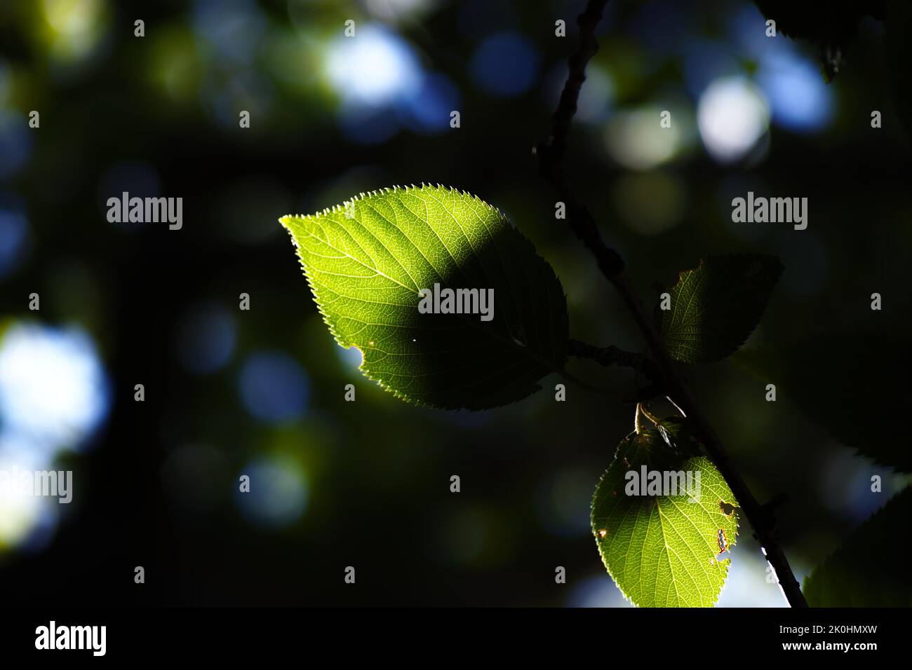 A green leaves on a plant in the garden Stock Photo - Alamy