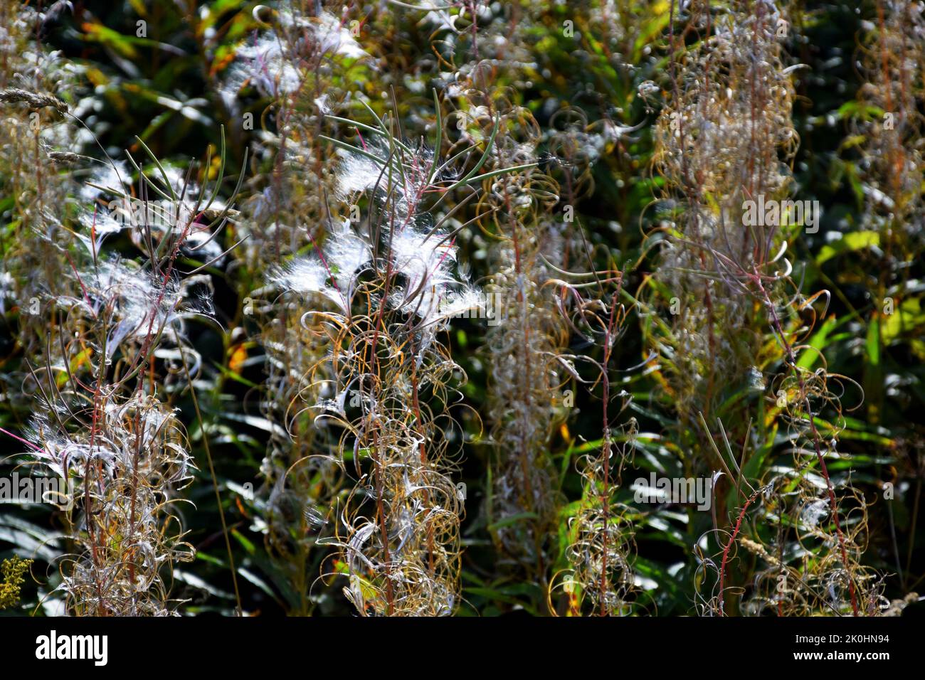 A closeup of Rotala plants growing in a field in sunlight Stock Photo