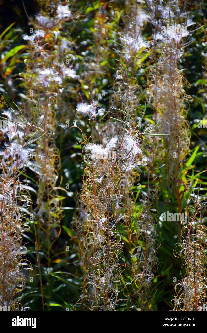 A vertical closeup of Rotala plants growing in a field in sunlight Stock Photo