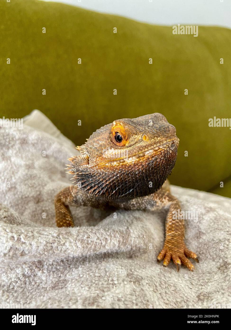 A portrait of a Bearded Dragon lizard pet on gray towel Stock Photo - Alamy