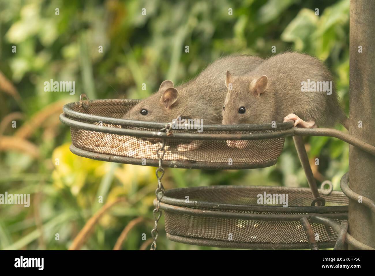 Two brown rats, Rattus norvegicus, eating sunflower seeds from bird
