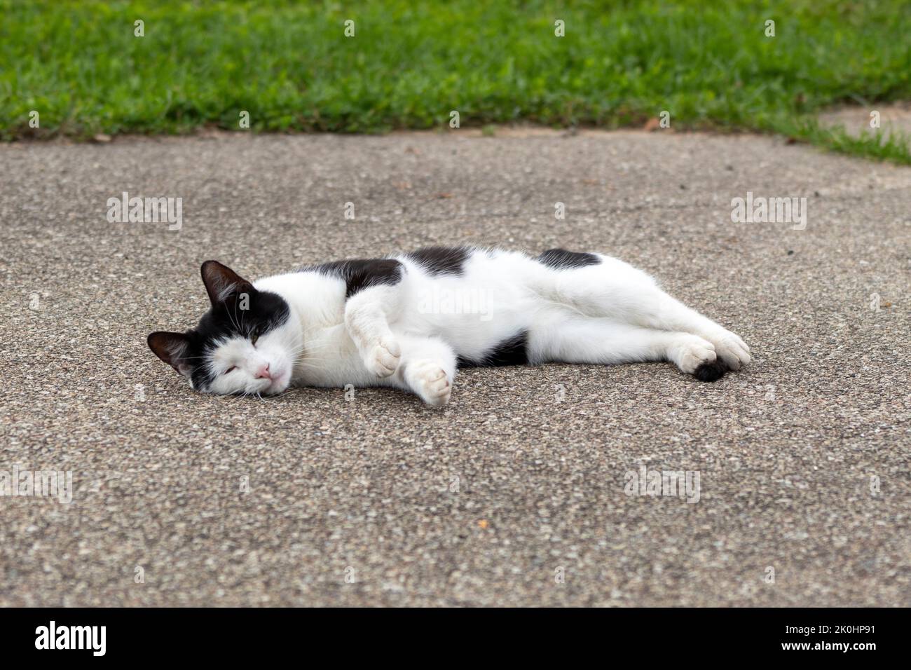 A black and white cat sleeping on the ground Stock Photo - Alamy