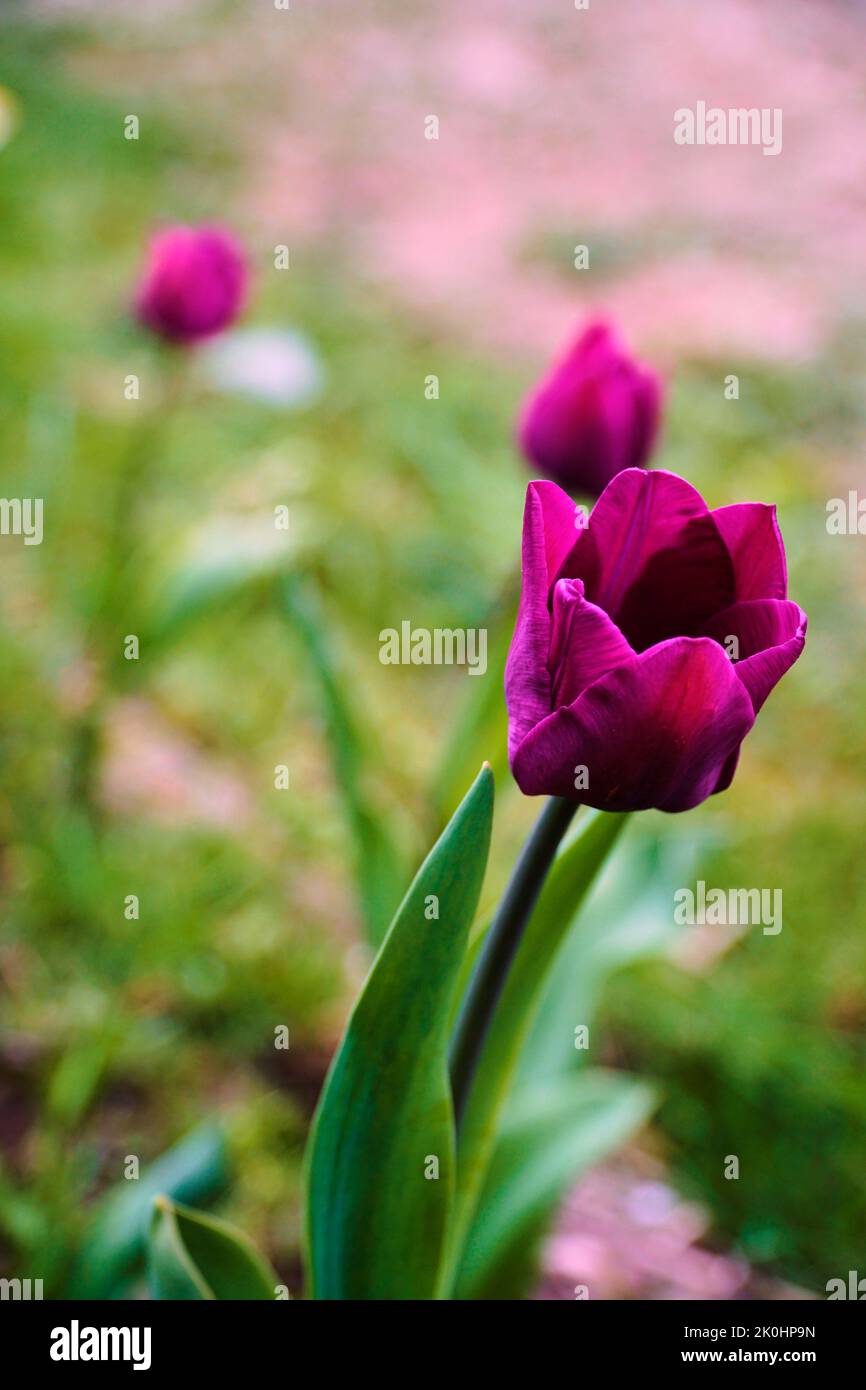 A purple flower plant in the garden Stock Photo - Alamy