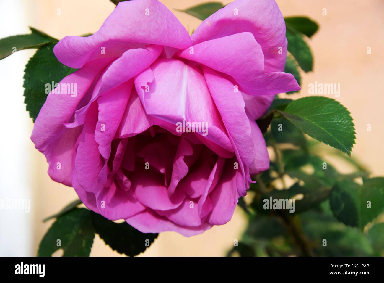 The close-up view of a Rosa 'Mainzer Fastnacht' flower bulb with green leaves Stock Photo