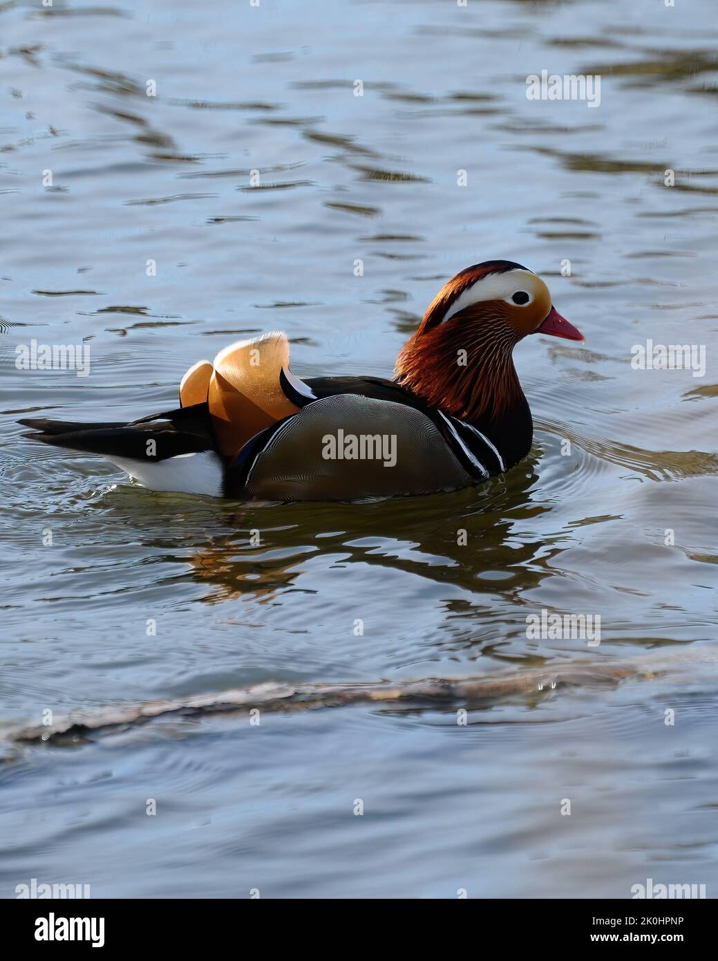 A vertical shot of a colorful male mandarin duck swimming across open ...