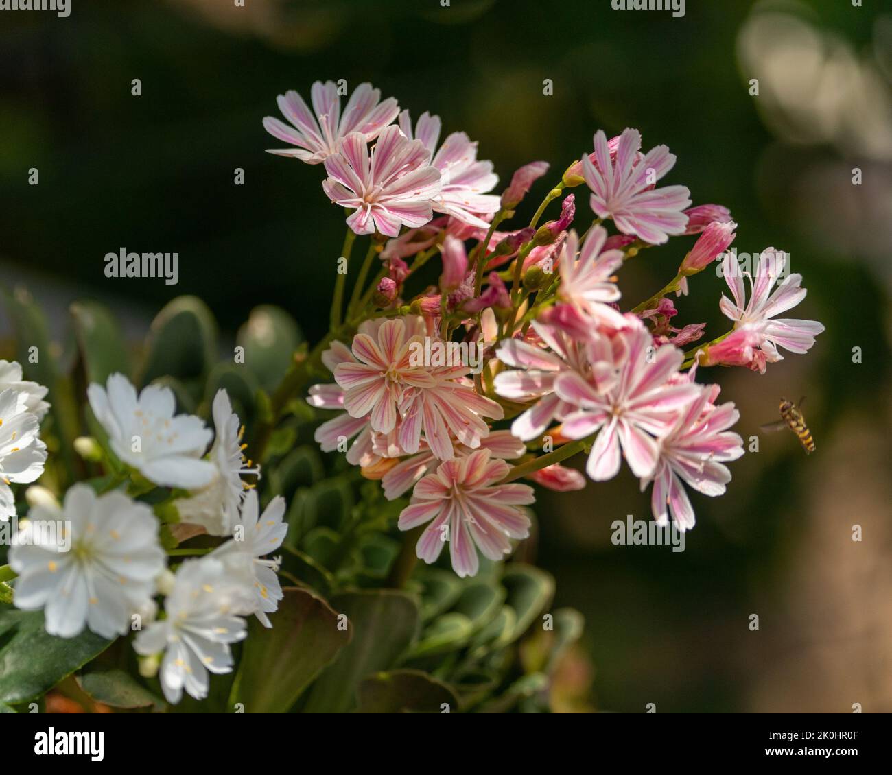 A vertical shot of siskiyou lewisia flowers with blurred background Stock Photo