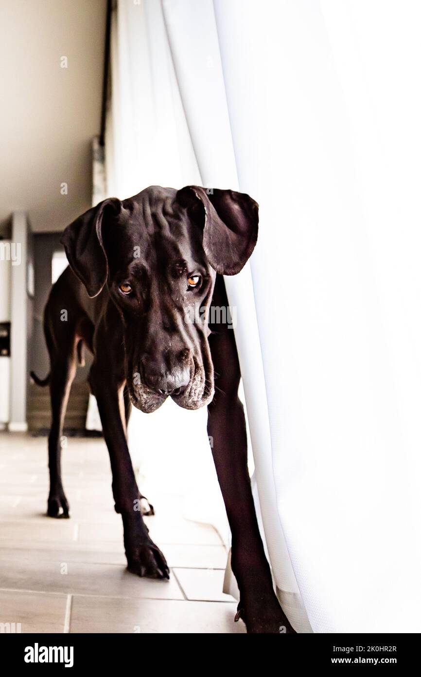 A vertical shot of a black Great Dane dog standing at a window with curtains Stock Photo