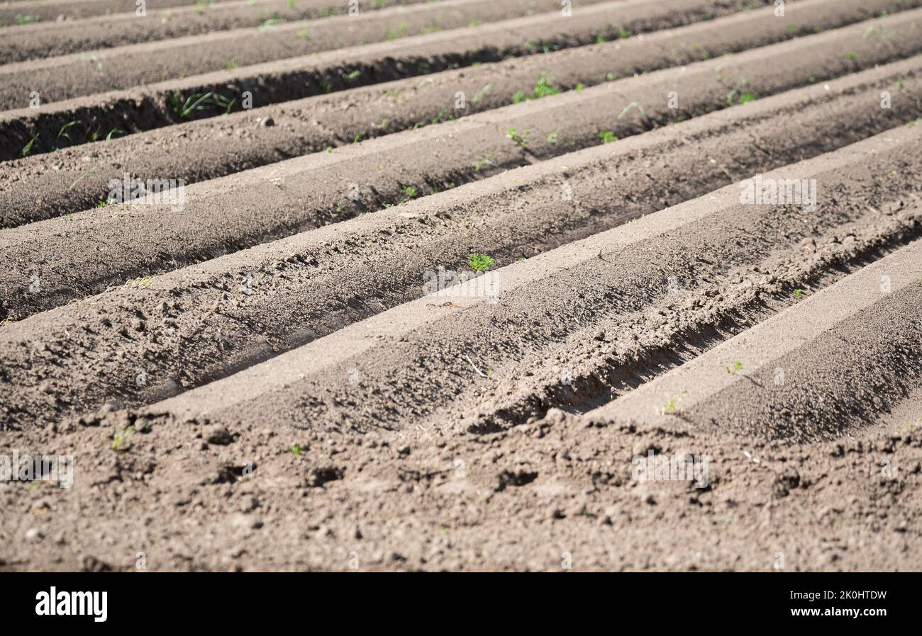Growing potatoes. Field with ridges with potato planting. The soil in