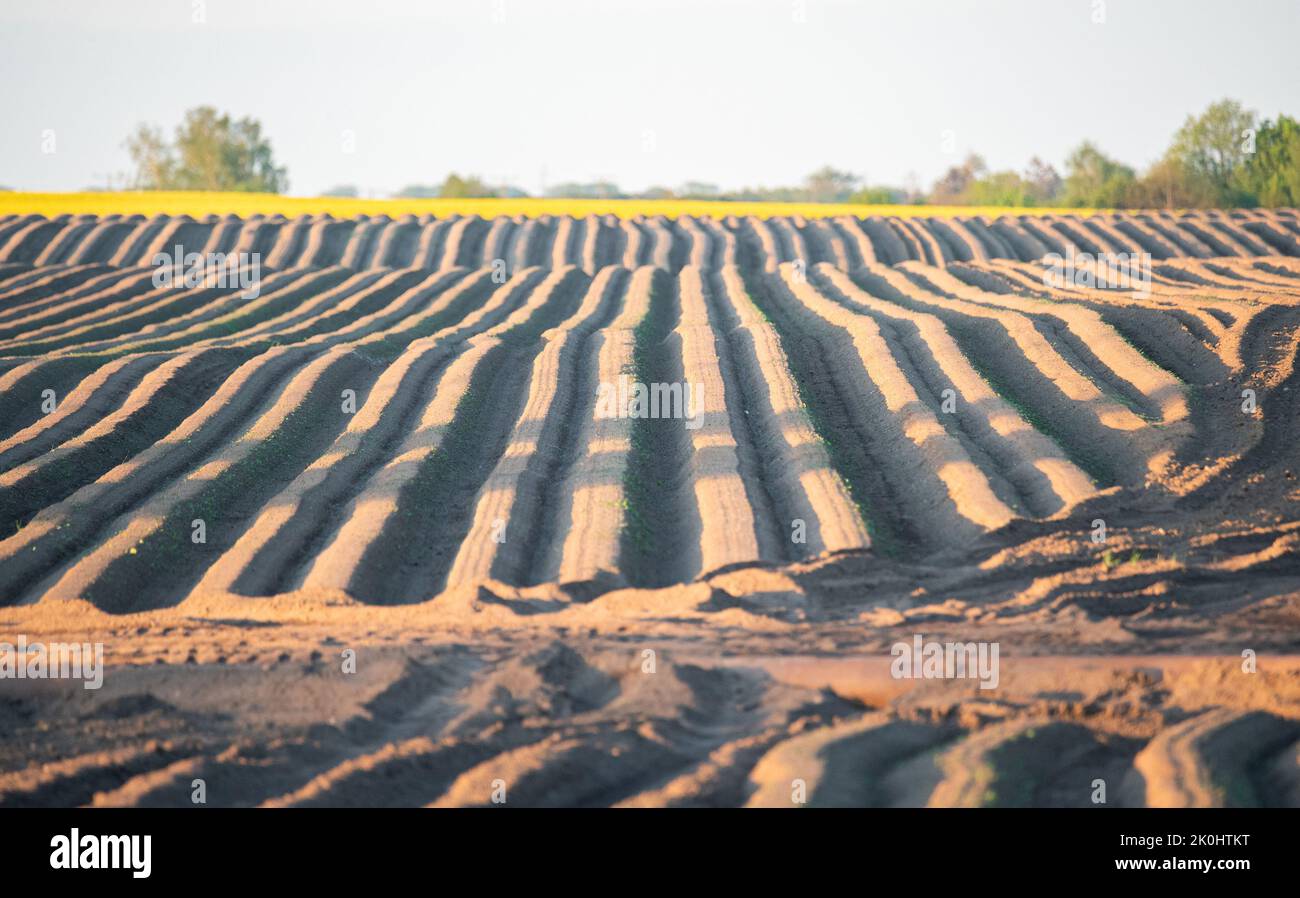 Growing Potatoes Field With Ridges With Potato Planting The Soil In