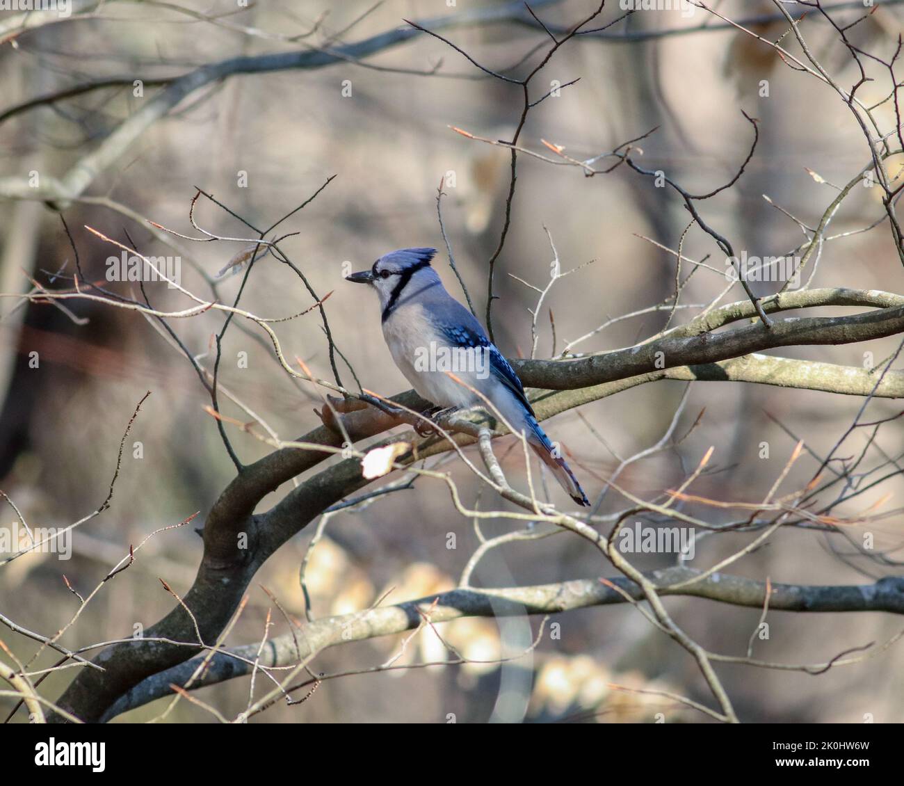A Blue jay bird perched on a branch against blurred background Stock Photo