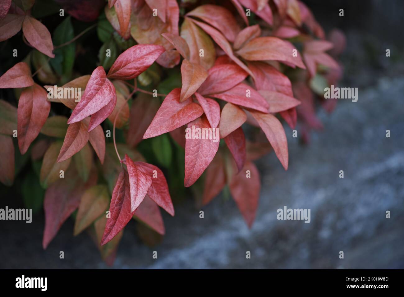 A closeup of beautiful bright Leucothoe plants in a garden Stock Photo