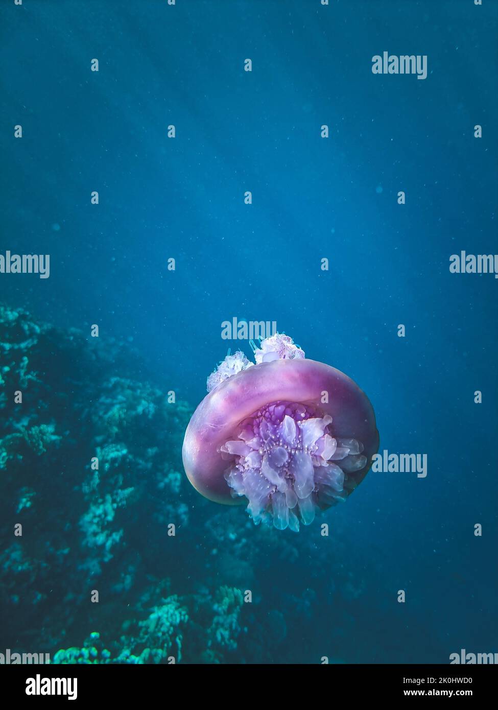 A pink jellyfish swimming under the sea Stock Photo - Alamy