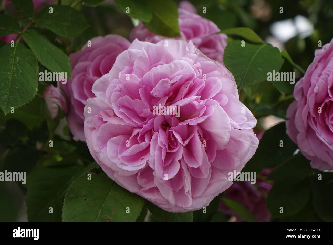 A closeup of pink roses growing on green shrubs in sunlight Stock Photo ...