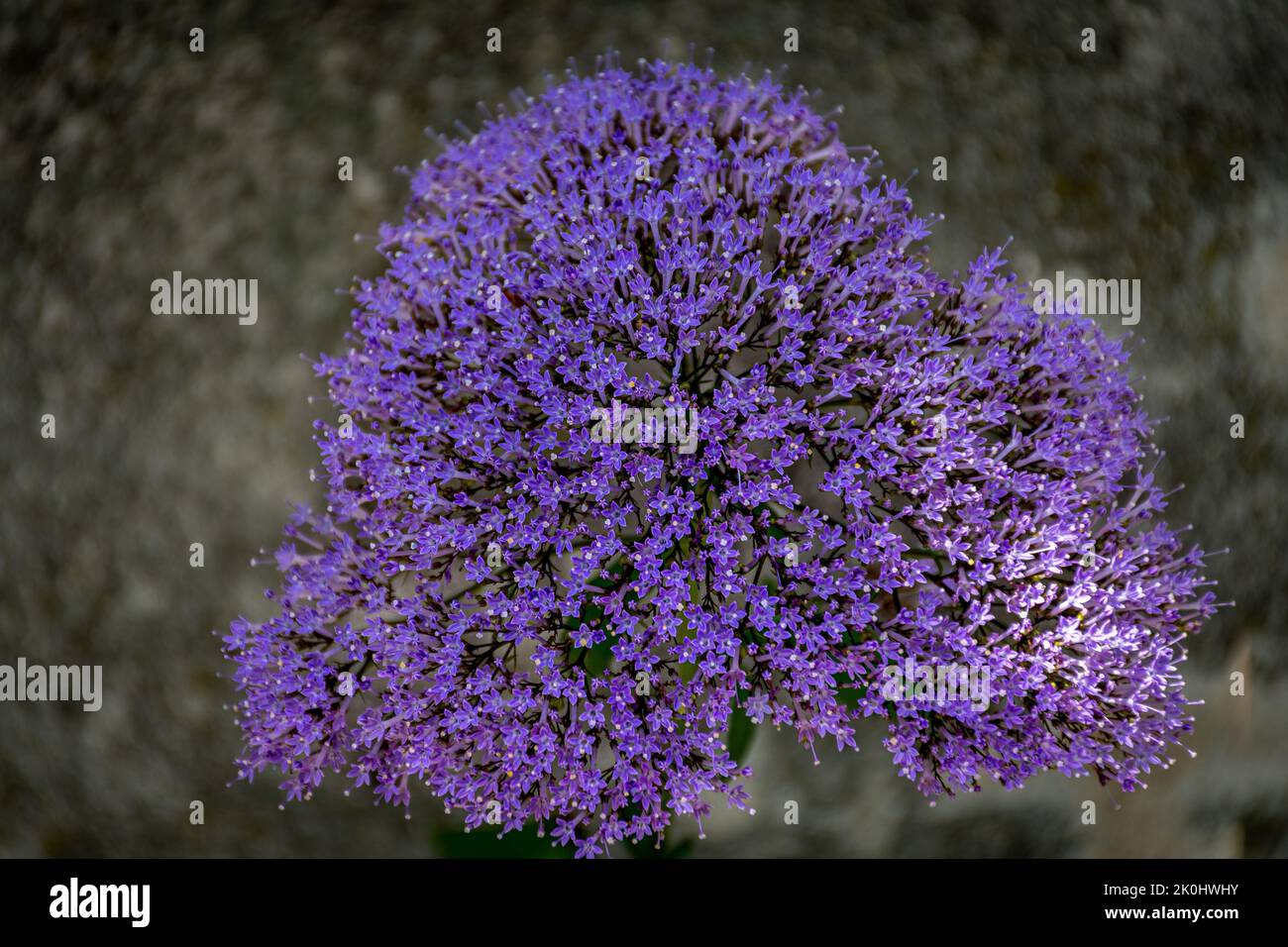 A closeup of beautiful Trachelium caeruleum flowers in a garden on a sunny day Stock Photo