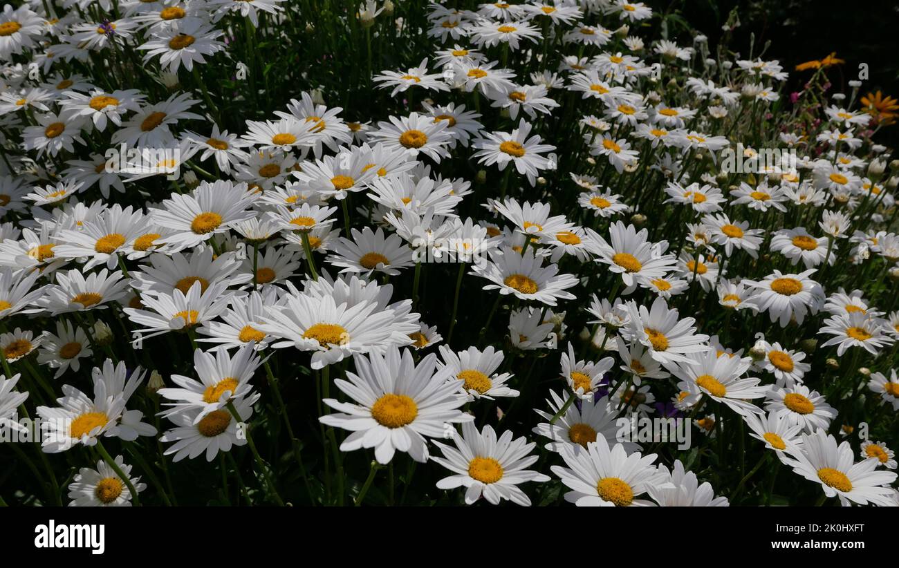 Beautiful English daisies with white petals and dark yellow stamens Stock Photo