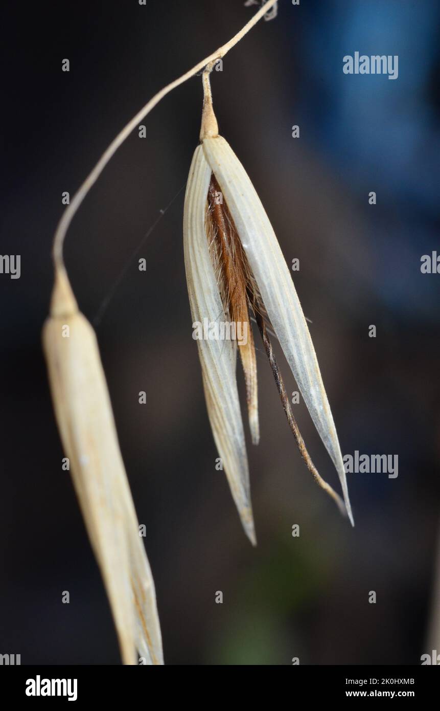 Grass seed vertical Stock Photo