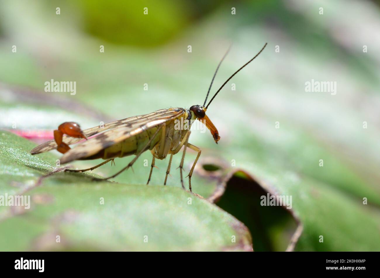 Scorpionfly very close Stock Photo
