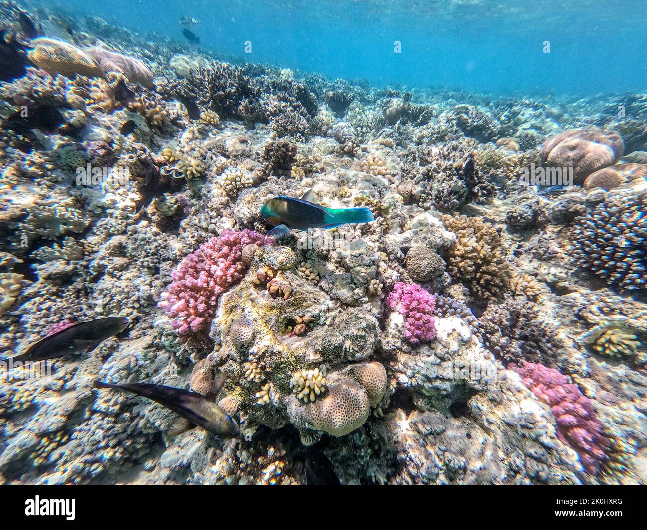 Colorful tropical Hipposcarus longiceps or Longnose Parrotfish known as Hipposcarus Harid underwater at the coral reef. Underwater life of reef with c Stock Photo