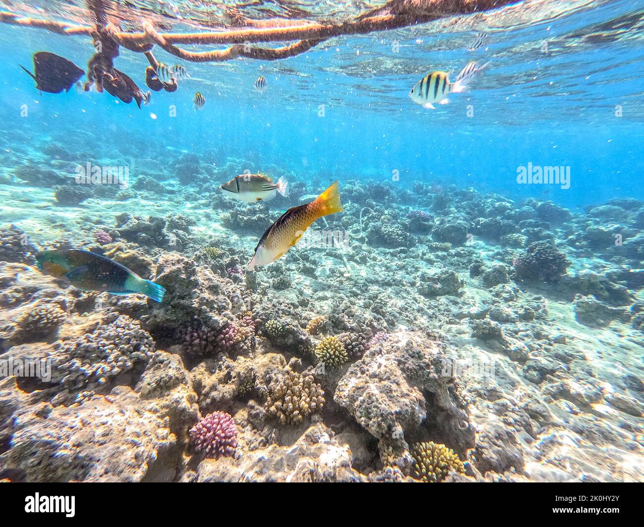 Birdmouth wrasse known as Gomphosus Caeruleus underwater at the coral reef. Underwater life of reef with corals and tropical fish. Coral Reef at the R Stock Photo