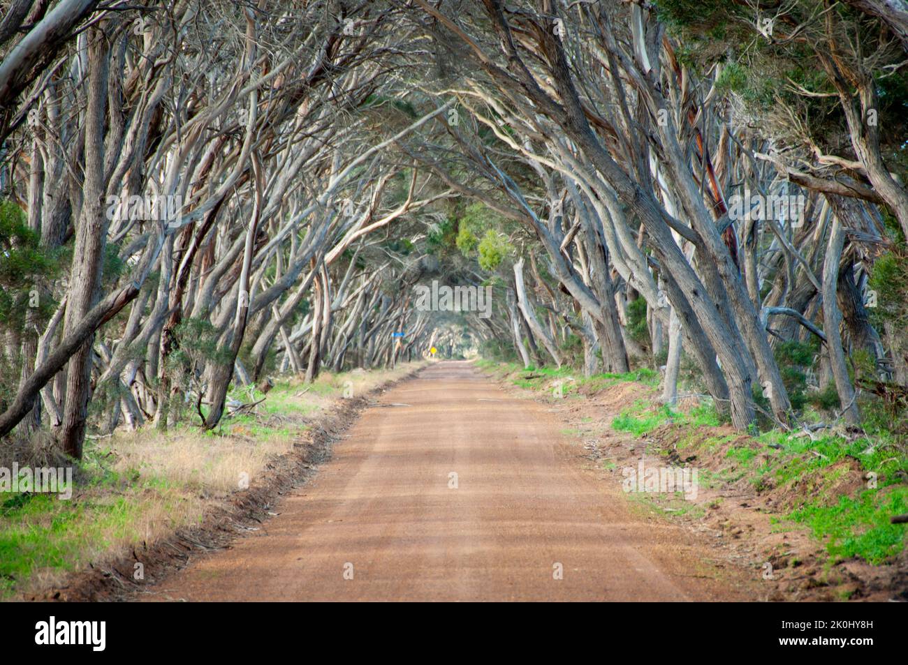 Tree Avenue - Kangaroo Island - Australia Stock Photo