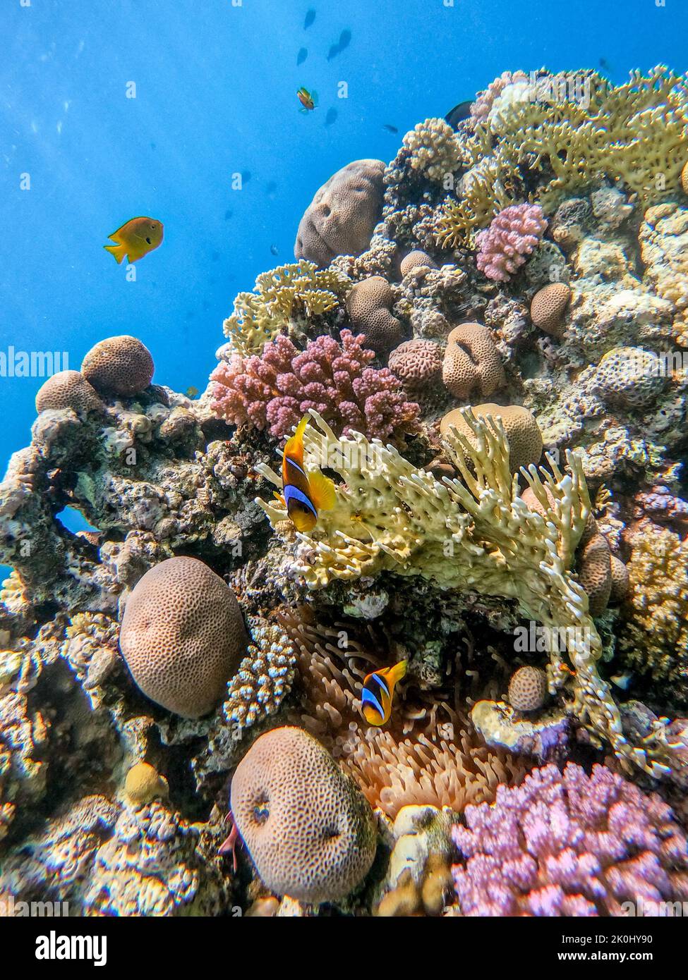 Close up view of Colorful tropical fish Red sea clown fish or amphiprion bicinctus (Amphiprion Inae) hiding in anemone its natural shelter on a coral Stock Photo