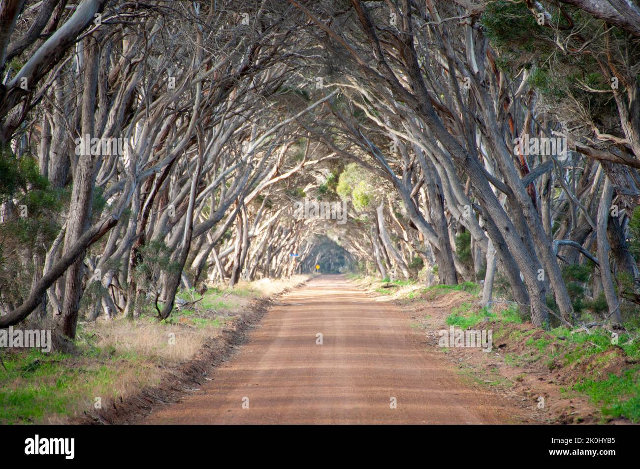 Tree Avenue - Kangaroo Island - Australia Stock Photo