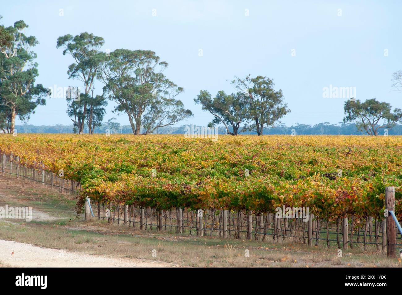 Padthaway Wine Region - South Australia Stock Photo