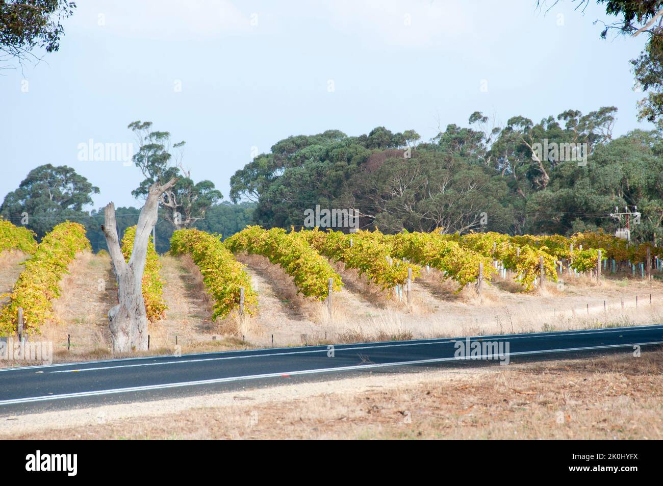 Padthaway Wine Region - South Australia Stock Photo